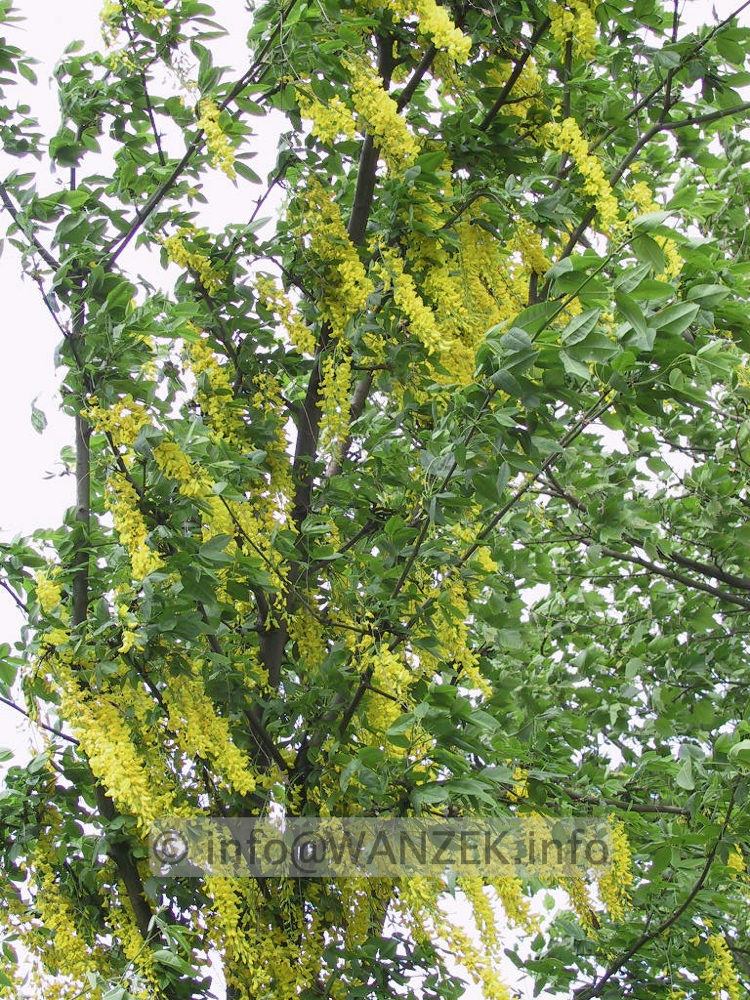 Laburnum Vossii 01.jpg